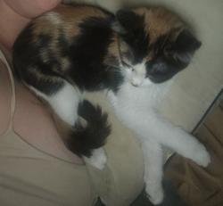 Lost Female Cat last seen Feds, jewell both major streets at the end of the block on both sides., Denver, CO 80219