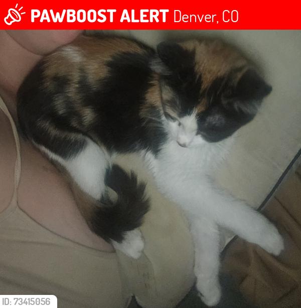 Lost Female Cat last seen Feds, jewell both major streets at the end of the block on both sides., Denver, CO 80219