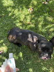 Reunited Male Dog last seen Cardiff Street, San Vicente, Braun Avenue, San Diego, CA 92114