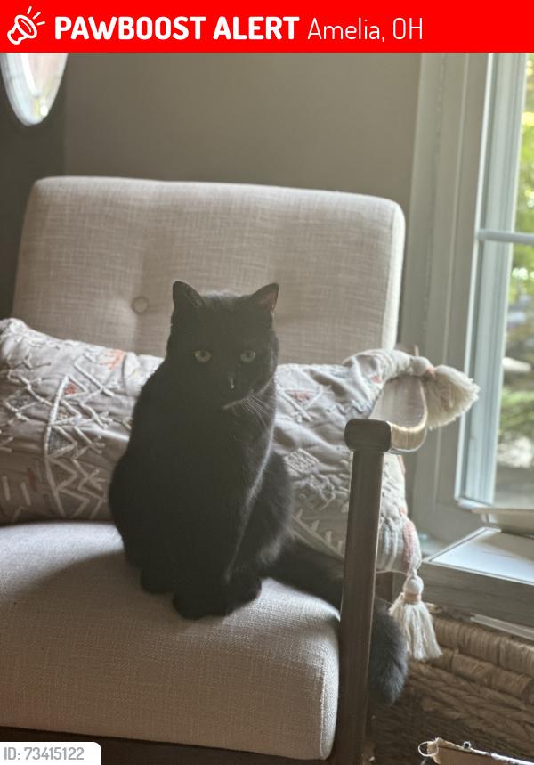 Lost Female Cat last seen Laurel Oak, Amelia, OH 45102