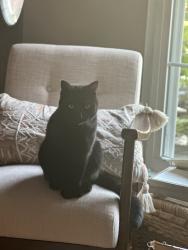 Lost Female Cat last seen Laurel Oak, Amelia, OH 45102