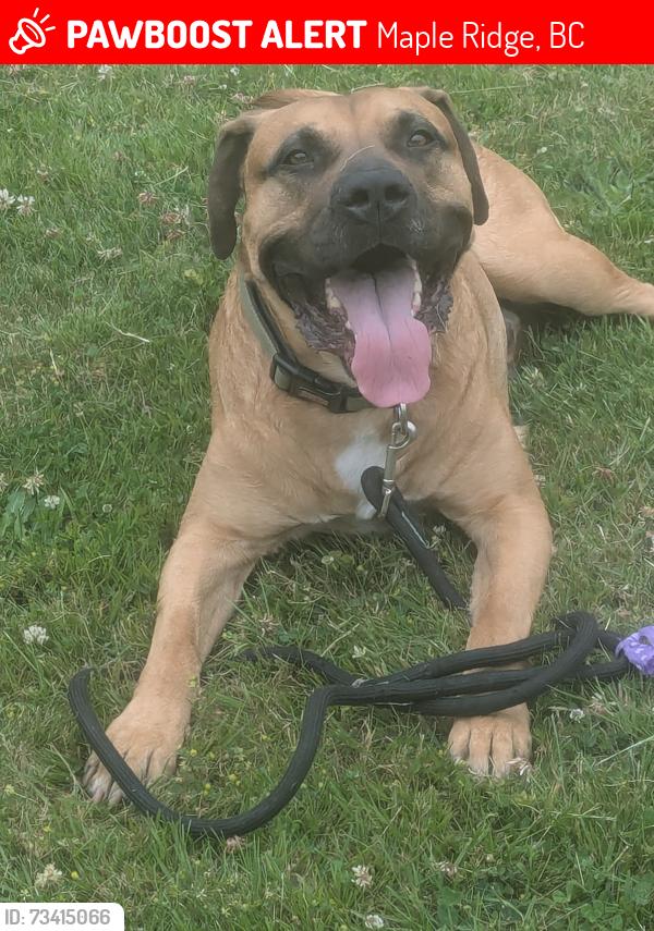 Lost Male Dog last seen Maple ridge trailer court, Maple Ridge, BC 
