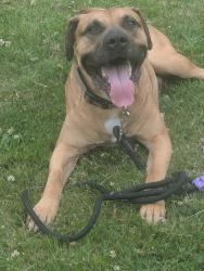 Lost Male Dog last seen Maple ridge trailer court, Maple Ridge, BC 