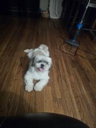 Found/Stray Unknown Dog last seen 44th may, Oklahoma City, OK 73119