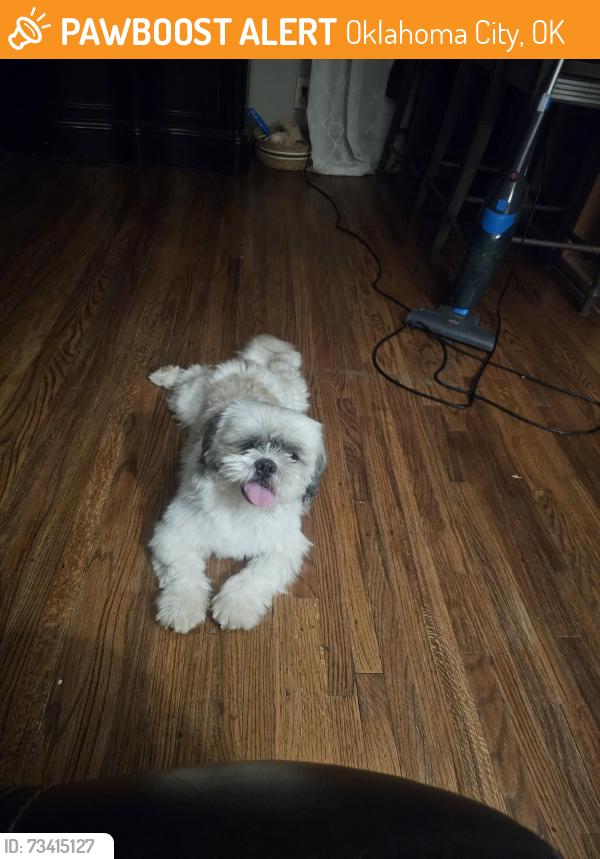 Found/Stray Unknown Dog last seen 44th may, Oklahoma City, OK 73119