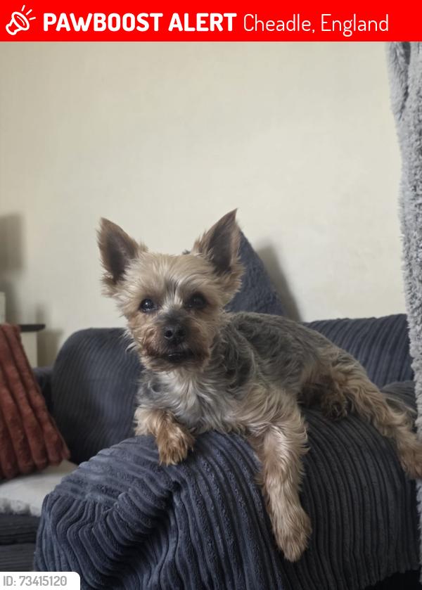 Lost Male Dog last seen Park Lane Cheadle Staffordshire, Cheadle, England 