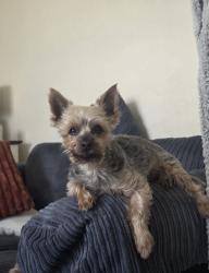 Lost Male Dog last seen Park Lane Cheadle Staffordshire, Cheadle, England 