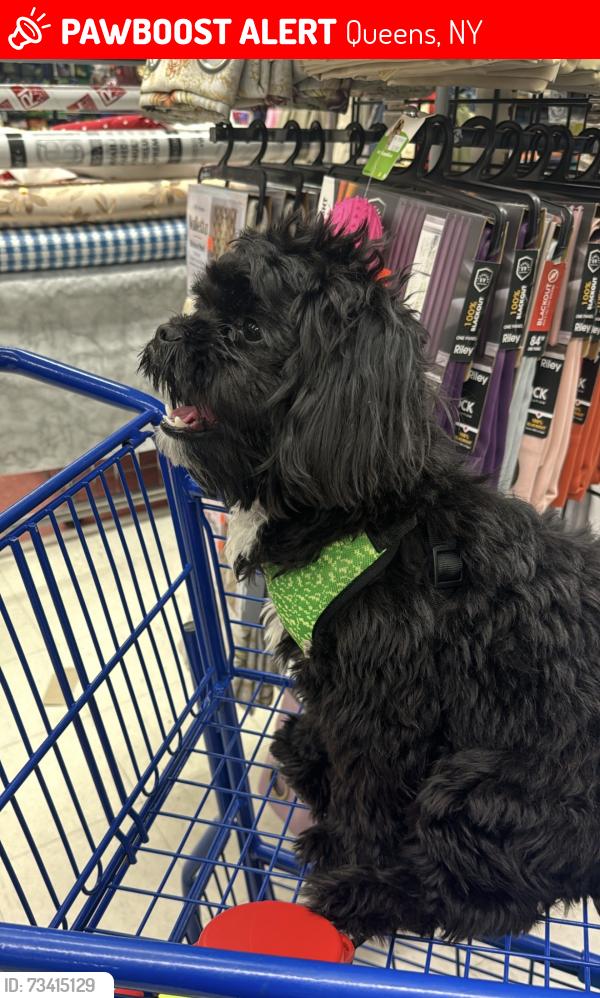 Lost Male Dog last seen 104-16 134 th st, Queens, NY 11419