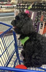 Lost Male Dog last seen 104-16 134 th st, Queens, NY 11419