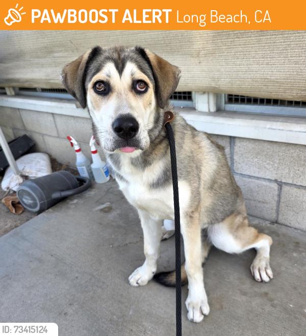 Found/Stray Female Dog last seen Near Long Beach Blvd, Long Beach, CA 90805, Long Beach, CA 90805