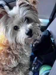 Reunited Male Dog last seen N. Coney Ave and N Roxburgh Ave, Covina, CA 91722