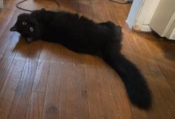 Reunited Female Cat last seen Near n grove dr., Beverly Hills, Beverly Hills, CA 90211