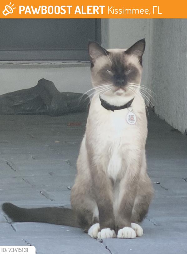 Found/Stray Unknown Cat last seen Kissimmee, Kissimmee, FL 34744