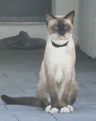Found/Stray Unknown Cat last seen Kissimmee, Kissimmee, FL 34744