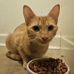 Found/Stray Female Cat last seen Between Garber Rd and the Thruway, Lafayette, LA 70508