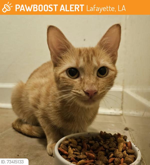 Found/Stray Female Cat last seen Between Garber Rd and the Thruway, Lafayette, LA 70508