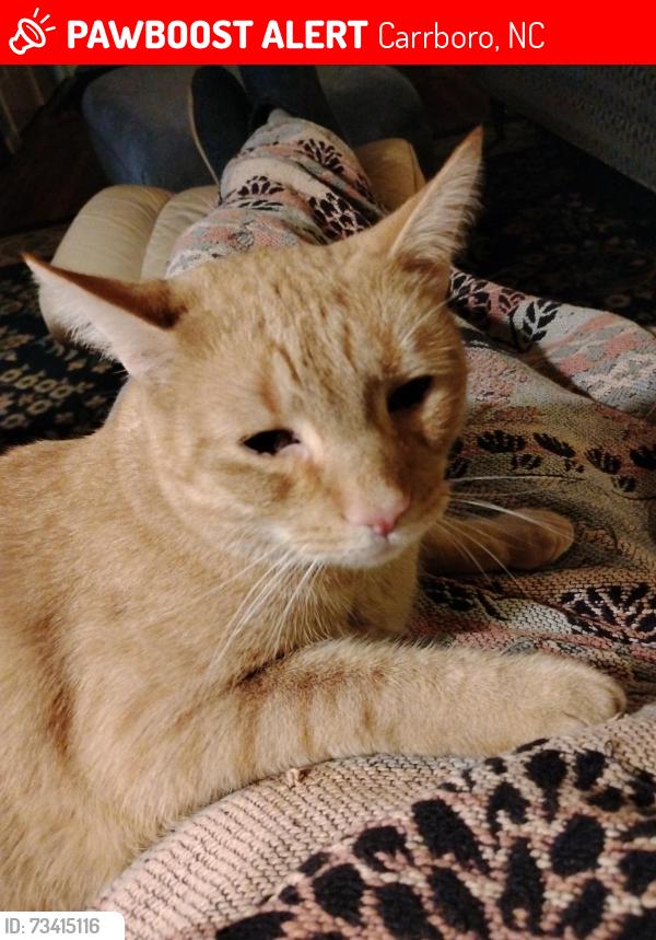 Lost Male Cat last seen Thomas Lane, North Greensboro, Carrboro, NC 27510