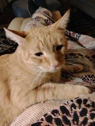 Lost Male Cat last seen Thomas Lane, North Greensboro, Carrboro, NC 27510