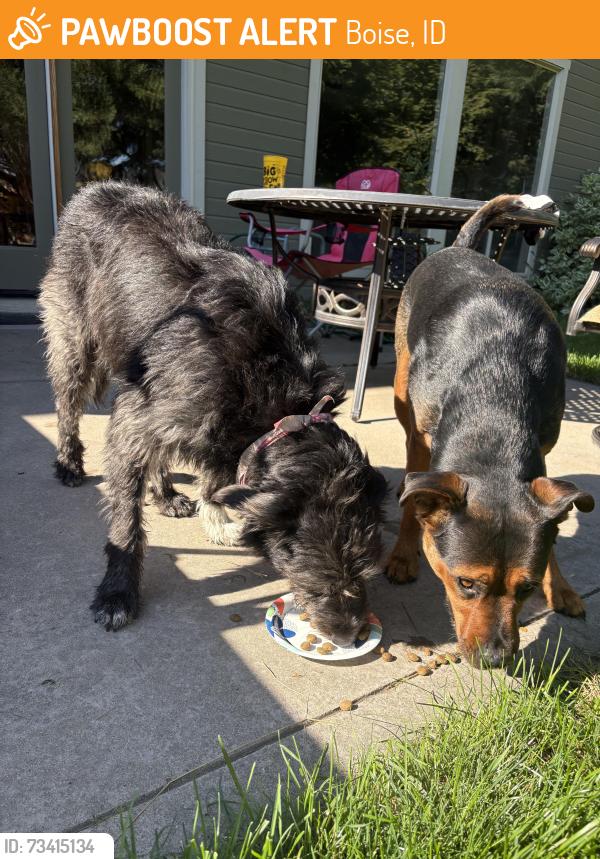Found/Stray Female Dog last seen Cloverdale and Gingercreek, Boise, ID 83713