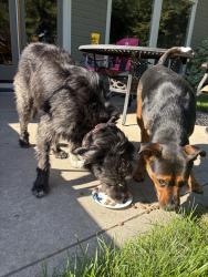 Found/Stray Female Dog last seen Cloverdale and Gingercreek, Boise, ID 83713