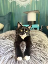 Reunited Male Cat last seen Crystal springs rd W - in my backyard., University Place, WA 98466