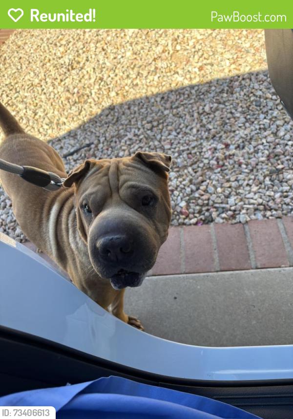 Reunited Male Dog last seen Islands drive and shumway, Gilbert, AZ 85233