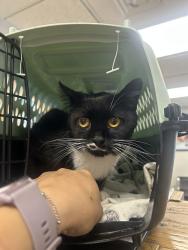 Shelter Stray Female Cat last seen Near Shepard Ln, Farmington, UT 84025, USA, 1422 E 600 N, Fruit Heights, UT 84037, USA