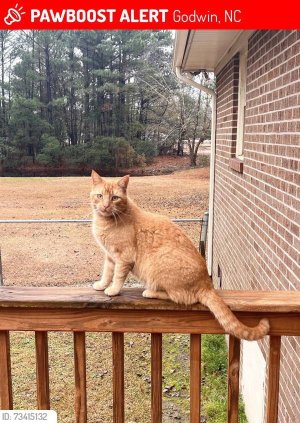 Lost Male Cat last seen Home at the address, Godwin, NC 28344