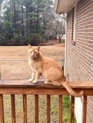 Lost Male Cat last seen Home at the address, Godwin, NC 28344