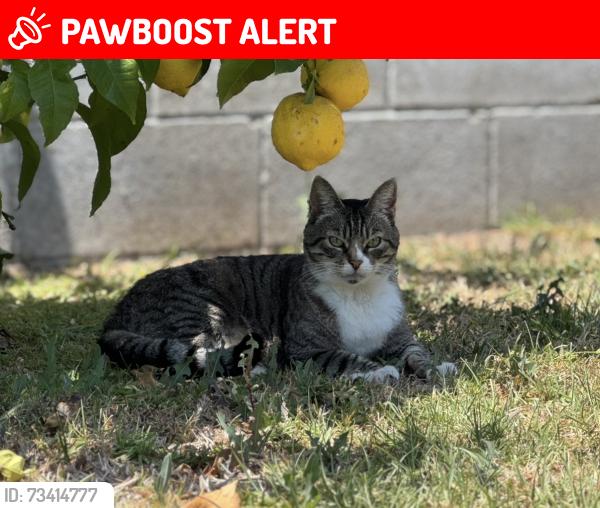 Lost Female Cat last seen Franklin Park, Huntington Beach, CA 92647