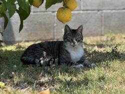 Lost Female Cat last seen Franklin Park, Huntington Beach, CA 92647
