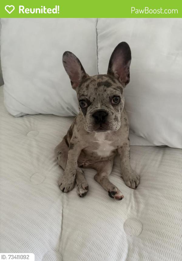 Reunited Female Dog last seen Near N Mountain View Ave, San Bernardino, CA 92407, USA, San Bernardino, CA 92407