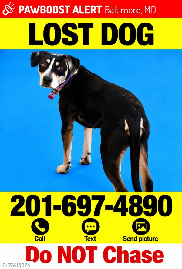 Lost Female Dog last seen Sycamore & Lake Ave - lives on Prescott in Lake Evesham, Baltimore, MD 21212