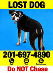 Lost Female Dog last seen Sycamore & Lake Ave - lives on Prescott in Lake Evesham, Baltimore, MD 21212