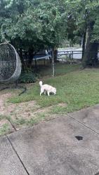 Found/Stray Unknown Dog last seen Branch Ave SE, Washington, DC 20020