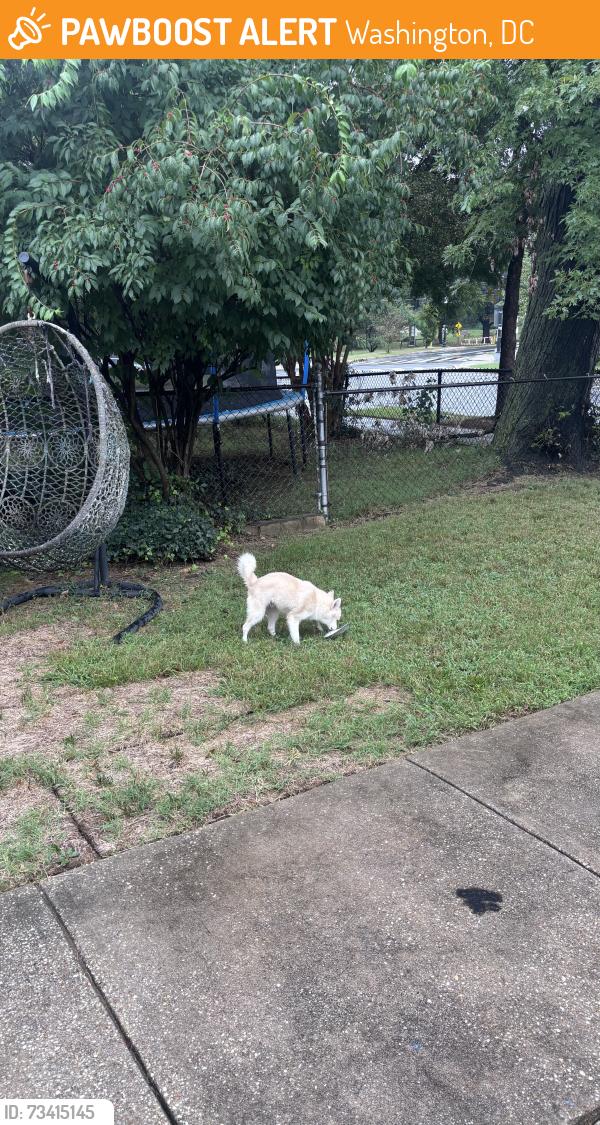 Found/Stray Unknown Dog last seen Branch Ave SE, Washington, DC 20020