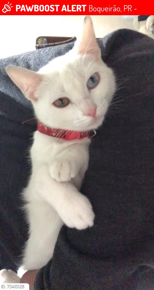 Lost Female Cat last seen Rua Oliveira Viana, Boqueirão, PR 81670-500