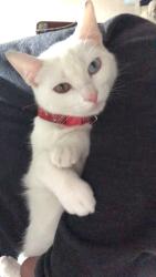 Lost Female Cat last seen Rua Oliveira Viana, Boqueirão, PR 81670-500