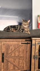 Lost Male Cat last seen Crittenden Rd, Rochester, NY 14623
