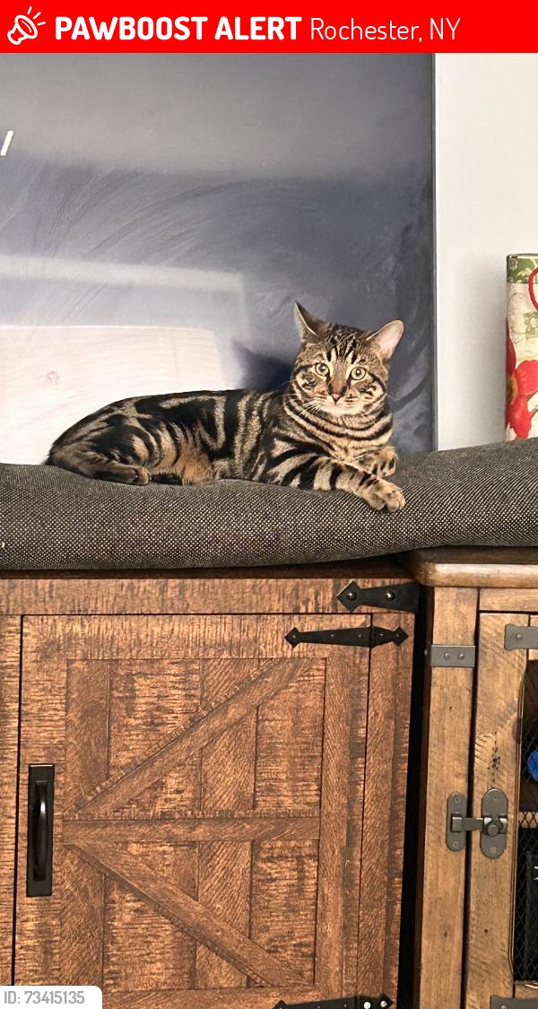Lost Male Cat last seen Crittenden Rd, Rochester, NY 14623