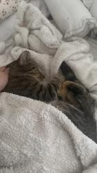 Reunited Male Cat last seen Near Richmond St Joliet IL 60435, Joliet, IL 60435