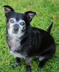 Reunited Male Dog last seen Live oak near school, Bell Gardens, CA 90201