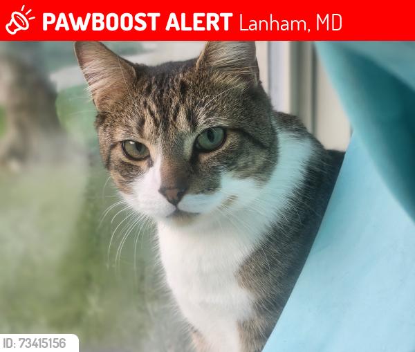 Lost Male Cat last seen Beside my back door, Lanham, MD 20706