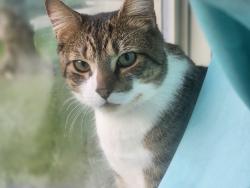 Lost Male Cat last seen Beside my back door, Lanham, MD 20706