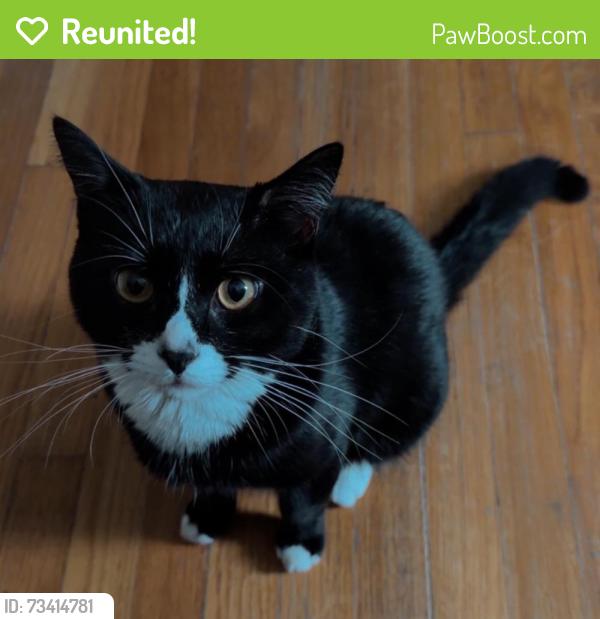 Reunited Male Cat last seen North Providence, Pawtucket, North Providence, RI 02904