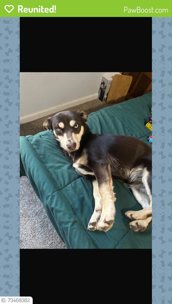 Reunited Female Dog last seen 2nd Ave & C St, Chula Vista Ca, Chula Vista, CA 91910