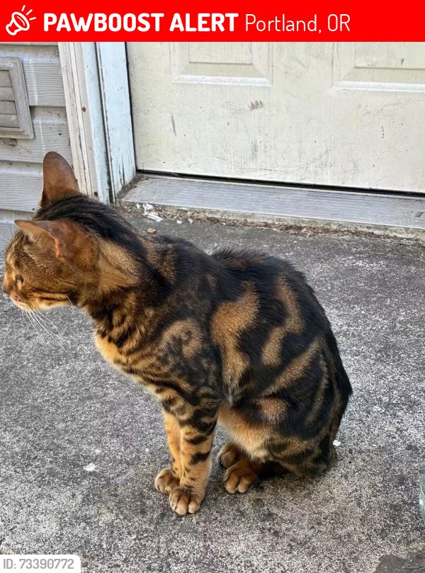 Lost Male Cat last seen Chicago ave between Smith and seneca, Portland, OR 97203