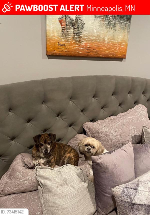 Lost Male Dog last seen Rice Creek Blvd NE, Minneapolis, MN 55432