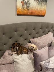 Lost Male Dog last seen Rice Creek Blvd NE, Minneapolis, MN 55432