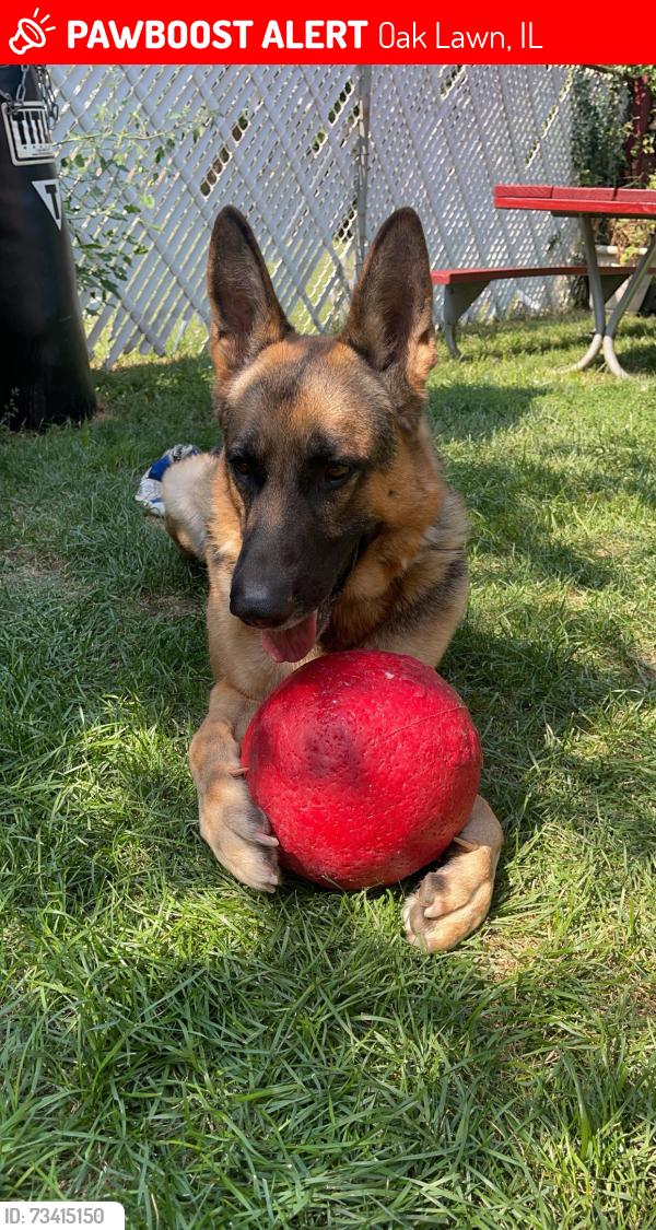 Lost Male Dog last seen Harnew elementary school, Oak Lawn, IL 60453